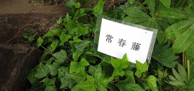 常春藤扦插的成功率是多少？如何提高扦插成活率？