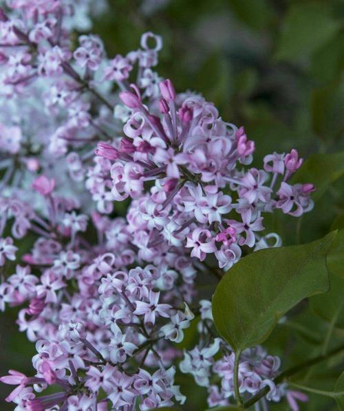 丁香花的花语是什么？如何用丁香花表达情感？