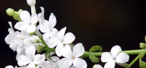 丁香花的花语是什么？如何用丁香花表达情感？