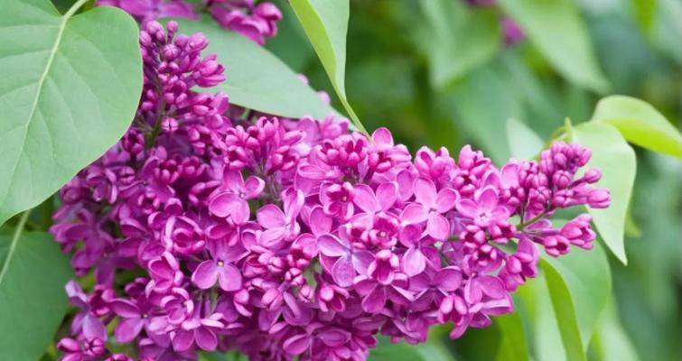 丁香花花语是什么？丁香花象征意义有哪些常见问题？