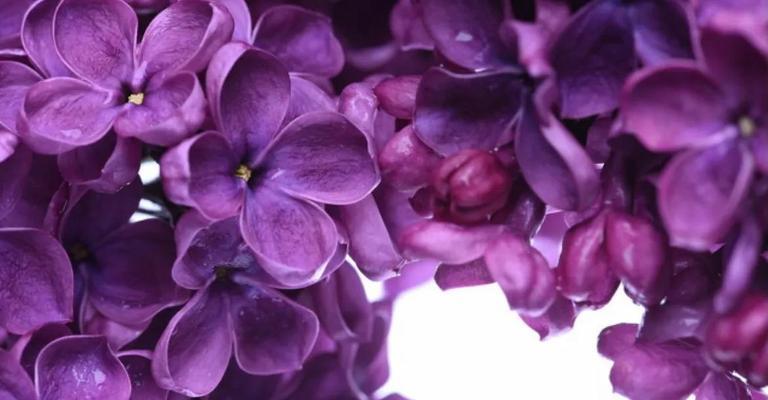 丁香花花语是什么？丁香花象征意义有哪些常见问题？