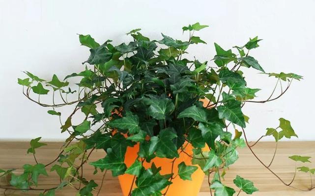 常春藤水培可行吗？如何正确进行水培？