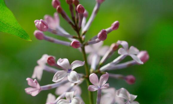丁香花花语是什么？丁香花象征意义有哪些常见问题？