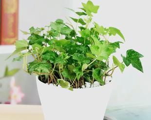 常春藤水培可行吗？如何正确进行水培？