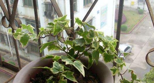 常春藤烂根了怎么办？如何快速恢复植物健康？