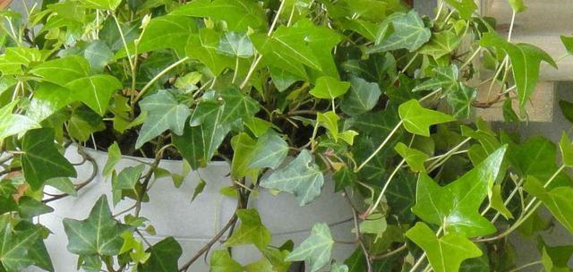 常春藤烂根了怎么办？如何快速恢复植物健康？