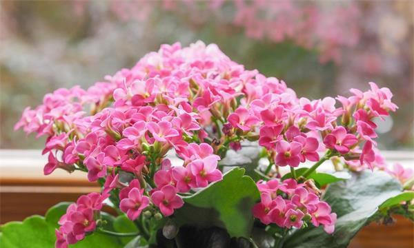 冬天的代表花有哪些？它们各自有什么特点？