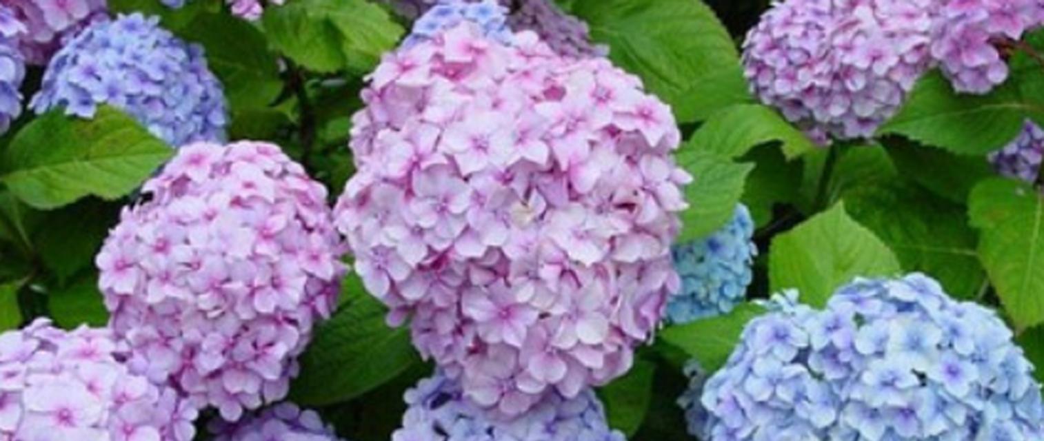 冬天花卉的花语是什么？如何挑选寓意吉祥的冬季花卉？