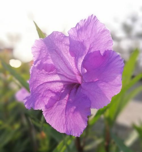 冬天花卉的花语是什么？如何挑选寓意吉祥的冬季花卉？