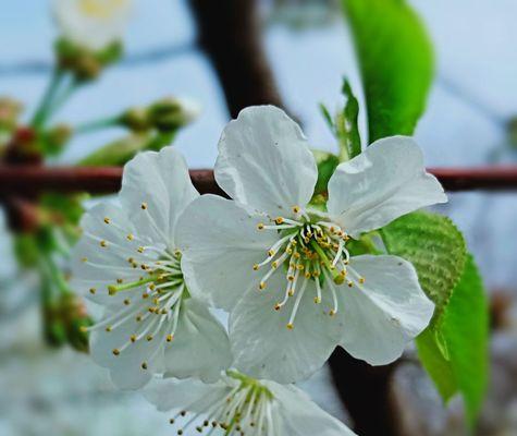 冬樱花与重瓣樱花的花语分别代表什么含义？