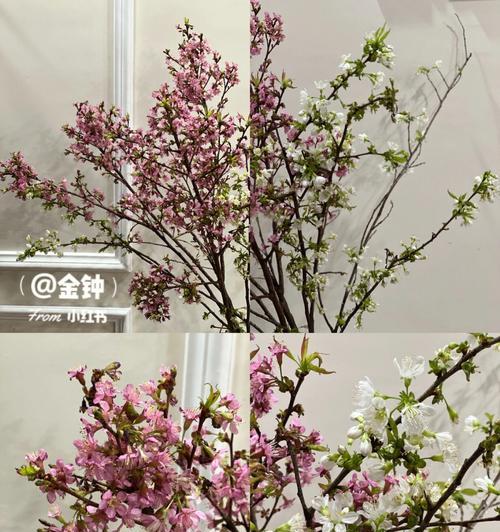 冬樱花与重瓣樱花的花语分别代表什么含义？