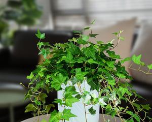 常春藤室内养护方法是什么？需要注意哪些问题？