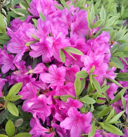 杜鹃花的花语有哪些含义？