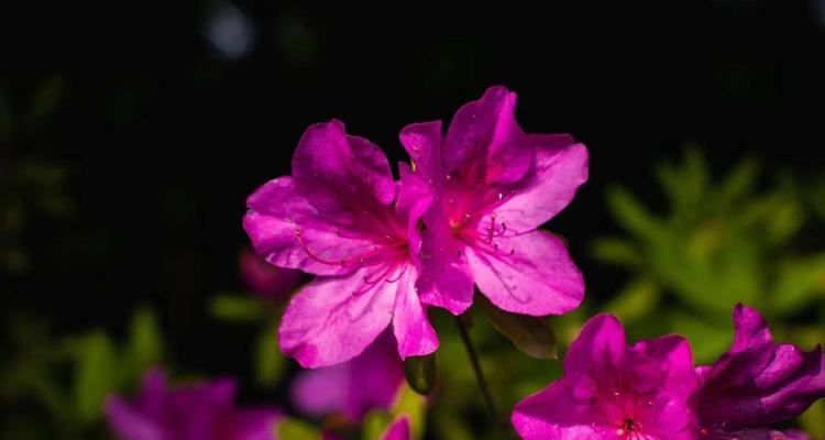 杜鹃花象征着什么？了解杜鹃花的深层含义和文化价值？