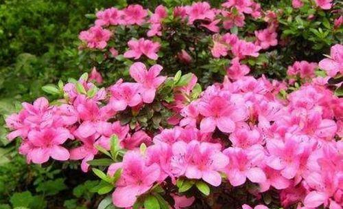 杜鹃花象征着什么？了解杜鹃花的深层含义和文化价值？