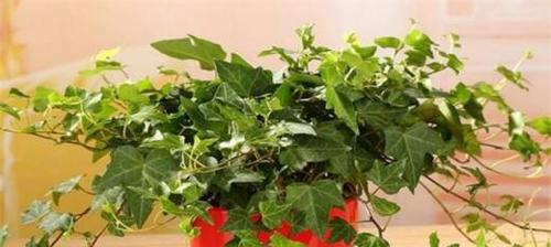 常春藤配土方法是什么？种植土壤如何选择？