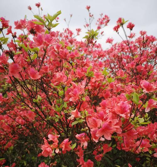 杜鹃花的寓意是什么？如何用杜鹃花表达情感？