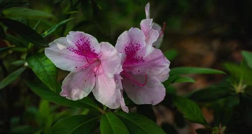 杜鹃花的寓意是什么？如何用杜鹃花表达情感？