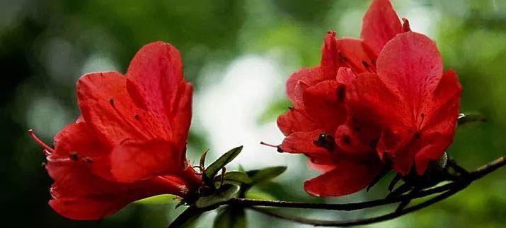 杜鹃花的花语是什么？它寓意着什么？