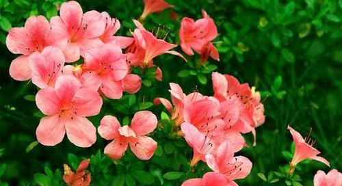 杜鹃花的花语是什么？它寓意着什么？
