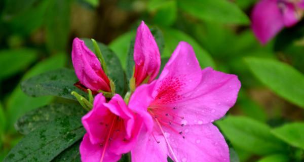 杜鹃花的花语是什么？它寓意着什么？