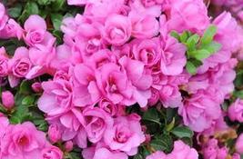 杜鹃花代表什么？杜鹃花语有哪些含义？