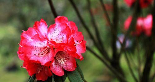 杜鹃花代表什么？杜鹃花语有哪些含义？