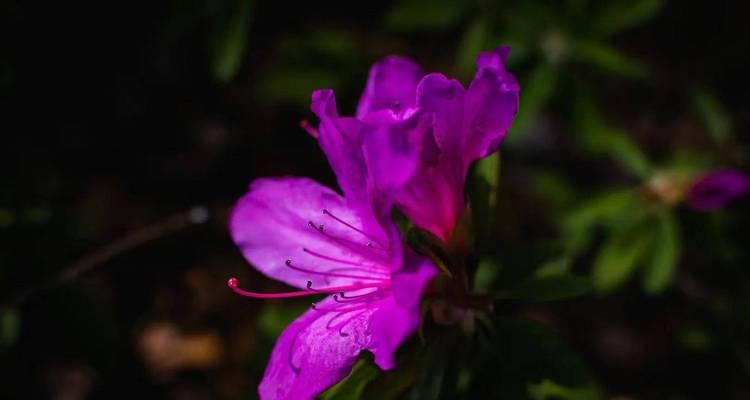 杜鹃花代表什么含义？常见问题解答？