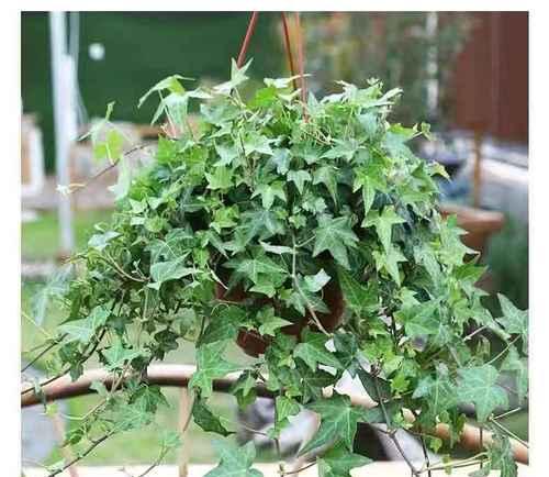常春藤是什么植物？常春藤的特性及其养护方法是什么？