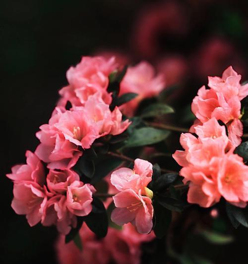 杜鹃花语是什么意思？杜鹃花象征着什么？
