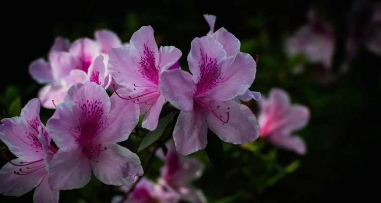 杜鹃花语是什么意思？杜鹃花象征着什么？