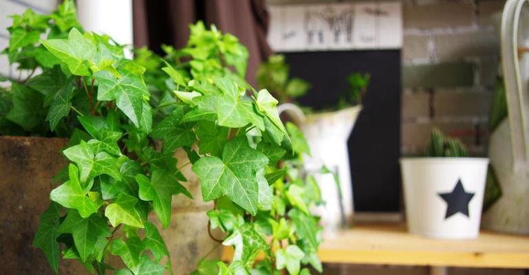 常春藤是藤本植物吗？它的外观特征是什么？