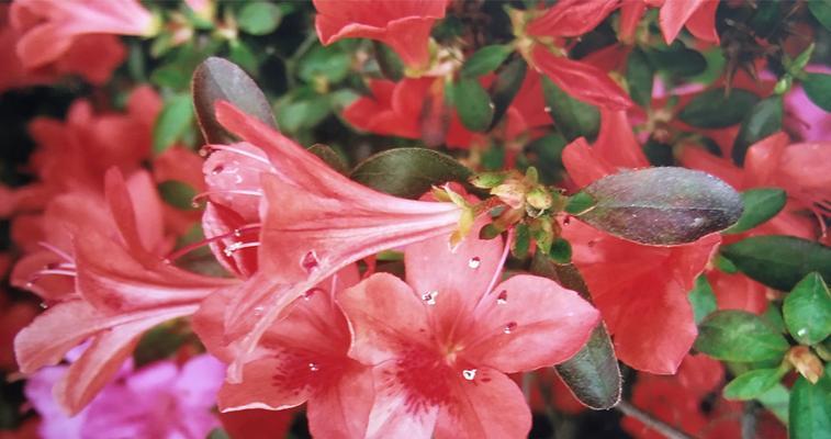 杜鹃花的花语是什么？如何正确理解杜鹃花的象征意义？