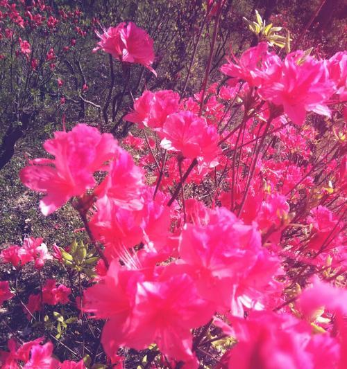 杜鹃花的花语是什么？如何正确理解杜鹃花的象征意义？