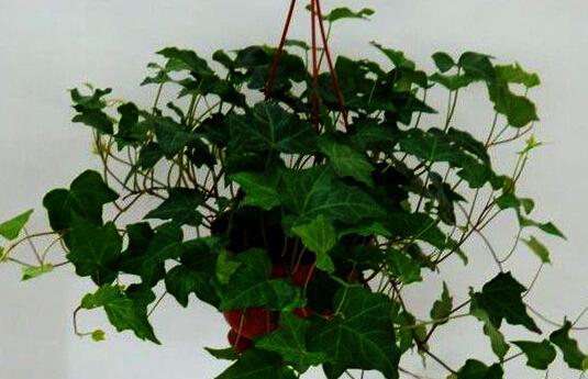 常春藤种植需要哪种土壤？如何选择合适的土壤类型？