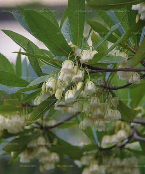 杜英花的花语有哪些含义？