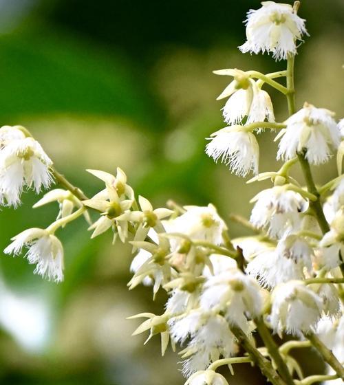 杜英花的花语有哪些含义？