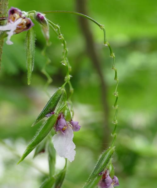 多年生草本植物代表什么意思？如何识别和养护？