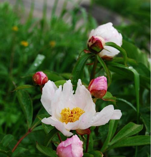 多年生草本植物代表什么意思？如何识别和养护？