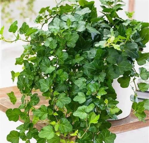 常春藤水浇多了怎么办？如何正确浇水保持植物健康？