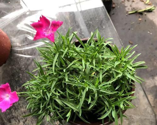 多年生植物代表什么意思？如何区分一年生和多年生植物？
