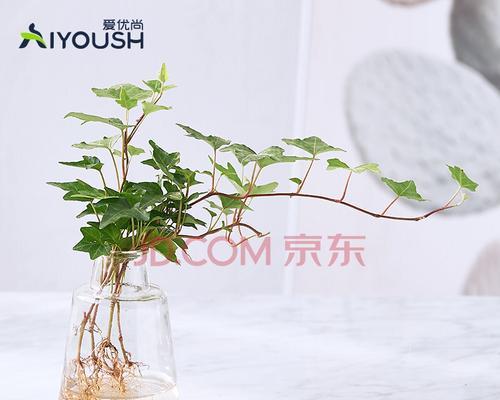 常春藤水培与土培哪种更好？优缺点对比分析？