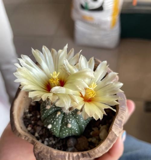 多肉植物开花意味着什么？常见问题解答？