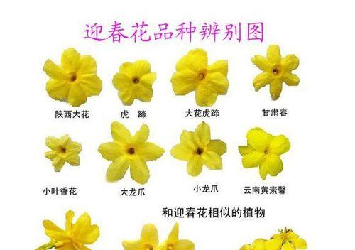 常春藤炭疽病是怎么引起的？有哪些有效的治疗方法？