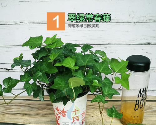 常春藤真的能吸甲醛吗？效果如何？
