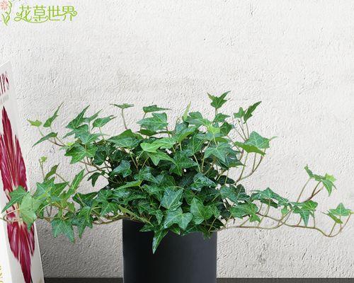常春藤真的能吸甲醛吗？效果如何？