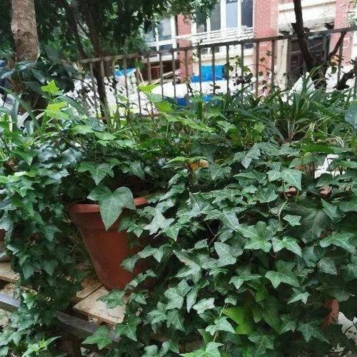 常春藤喜欢阳光吗？光照需求与养护技巧解析？
