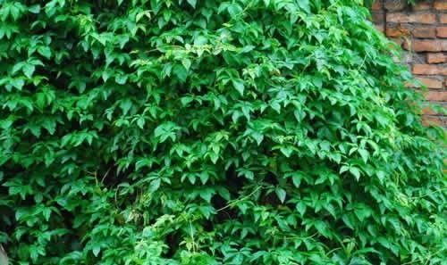 常春藤喜水吗？它属于喜水植物吗？