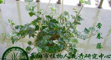常春藤喜水吗？它属于喜水植物吗？
