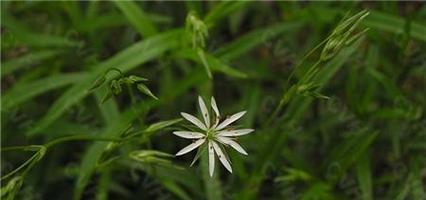 繁缕花花语是什么意思？繁缕花代表了哪些意义？